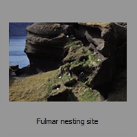 Fulmar nesting site